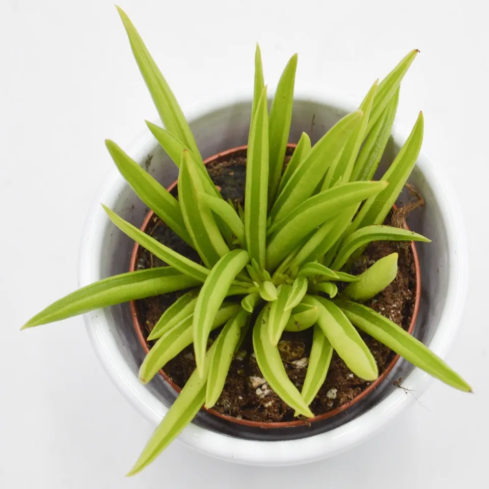pasiora-peperomia-ferreyrae-sukkulente-5-5cm-topf image 1