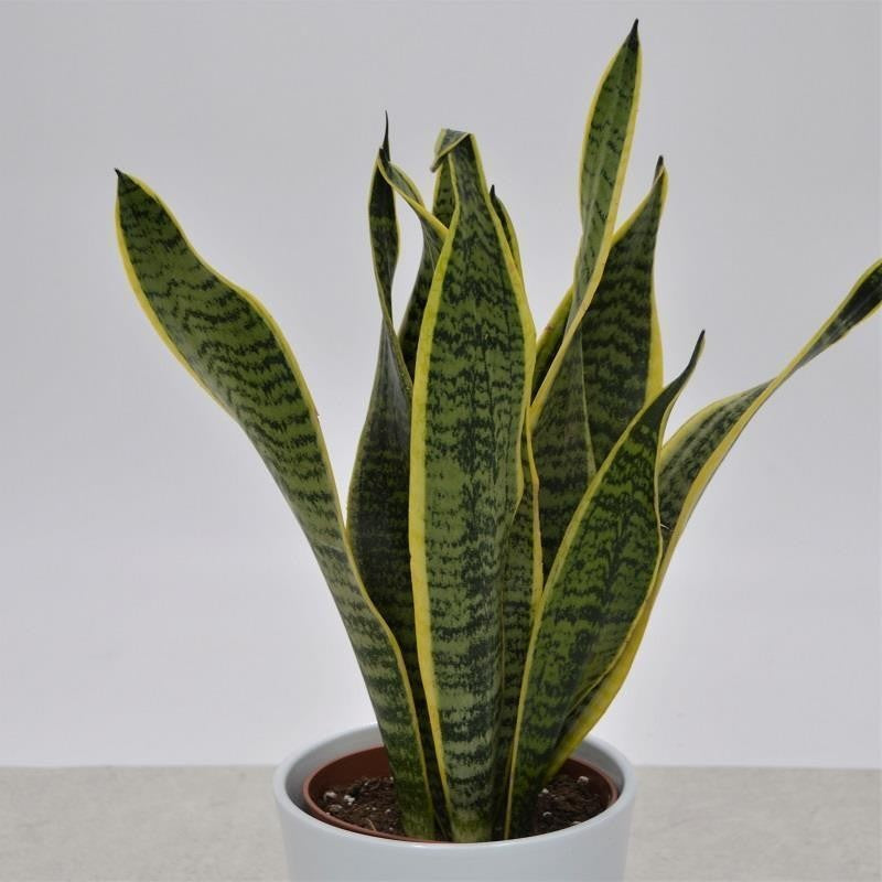 pasiora-sansevieria-laurentii-sukkulente-12cm-topf image 2