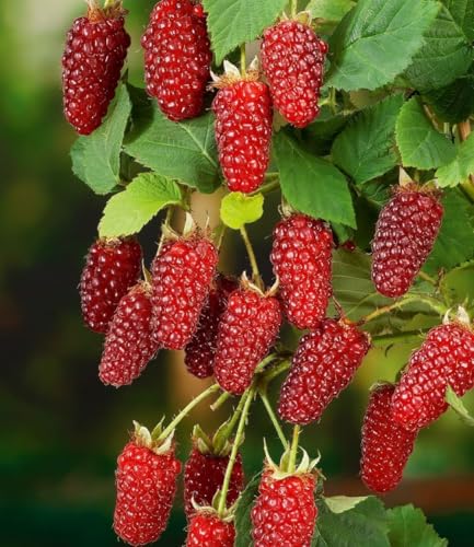 baldur-garten-s-ulen-tayberry-buckingham-s-ulenobst-im-2-liter-topf image 4