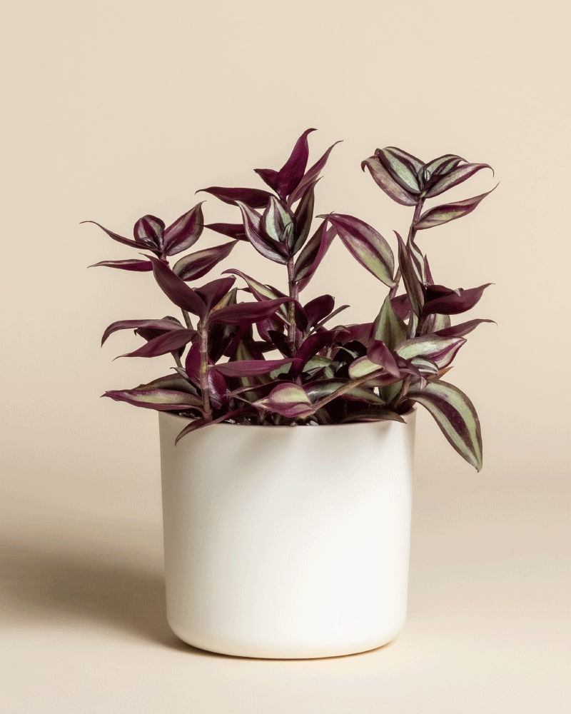 feey-tradescantia-zebrina-dreimasterblume-zimmerpflanze image 7