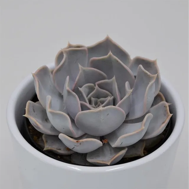 pasiora-echeveria-lilacina-sukkulente-im-9cm-topf image 1