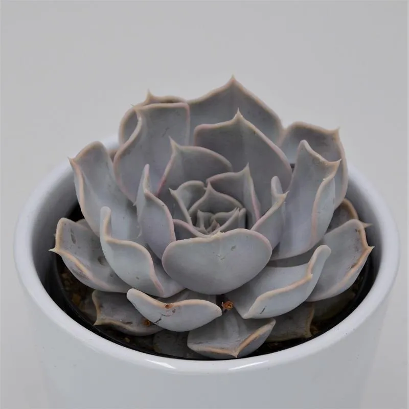 pasiora-echeveria-lilacina-sukkulente-im-9cm-topf image 1
