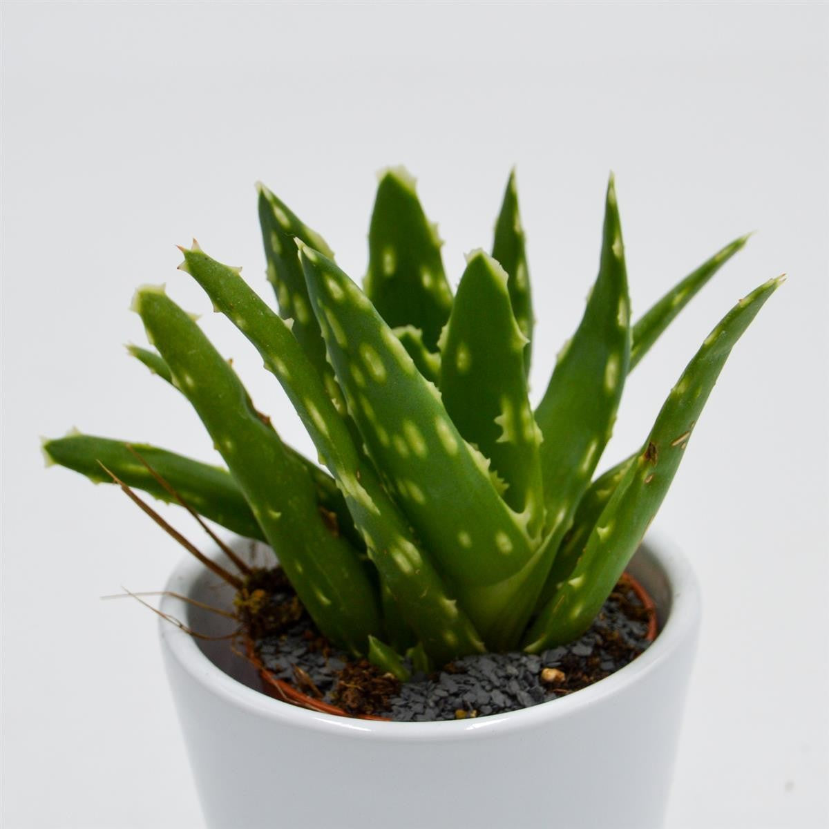 pasiora-aloe-mitriformis-sukkulente-5-5cm-topf image 3