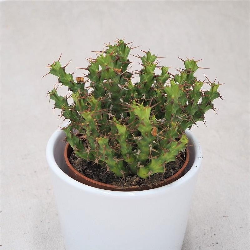 pasiora-euphorbia-lenewtonia-sukkulente-8-5cm-topf image 1