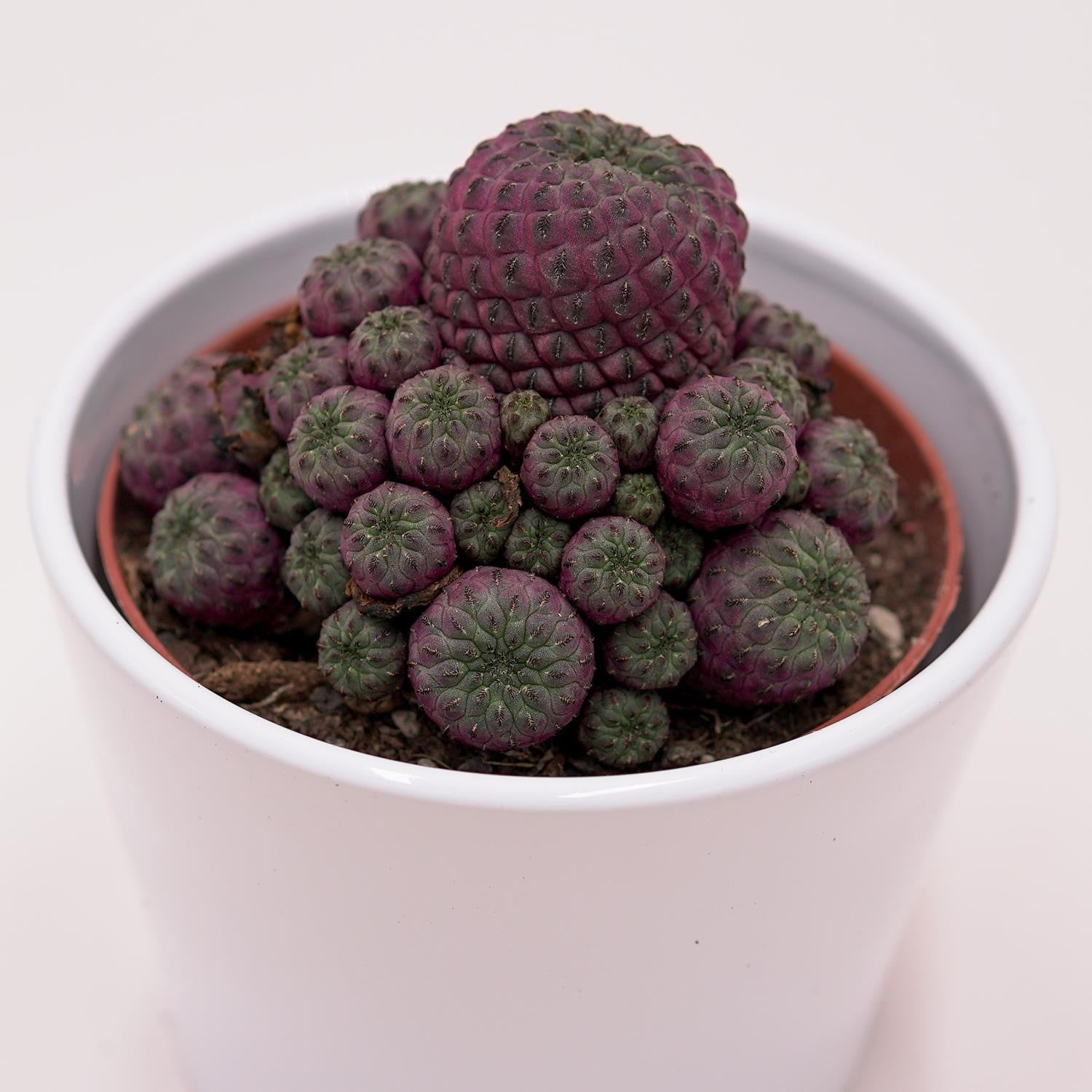 pasiora-sulcorebutia-rauschii-violet-kaktus-10-5cm-topf image 2