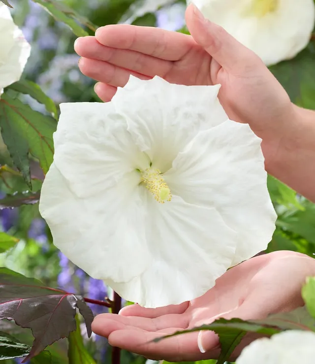 baldur-garten-hibiskus-carousel-ghost-strauch-pflanze-im-9x9-cm-topf image 1