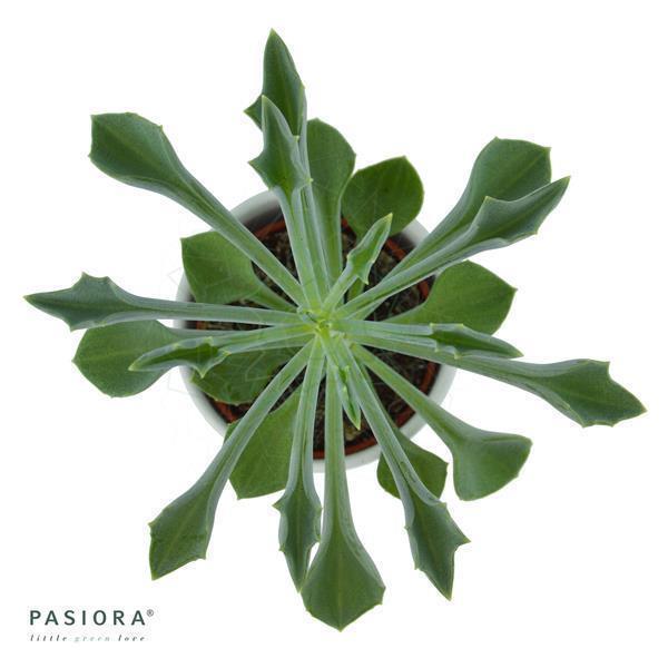 pasiora-konnichiwa-kalanchoe-sukkulenten-set-5-st-ck-6cm image 4
