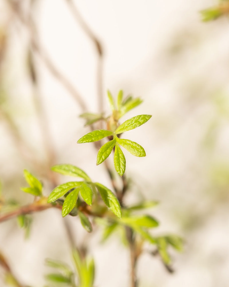 feey-gelber-fingerstrauch-potentilla-goldfinger image 6