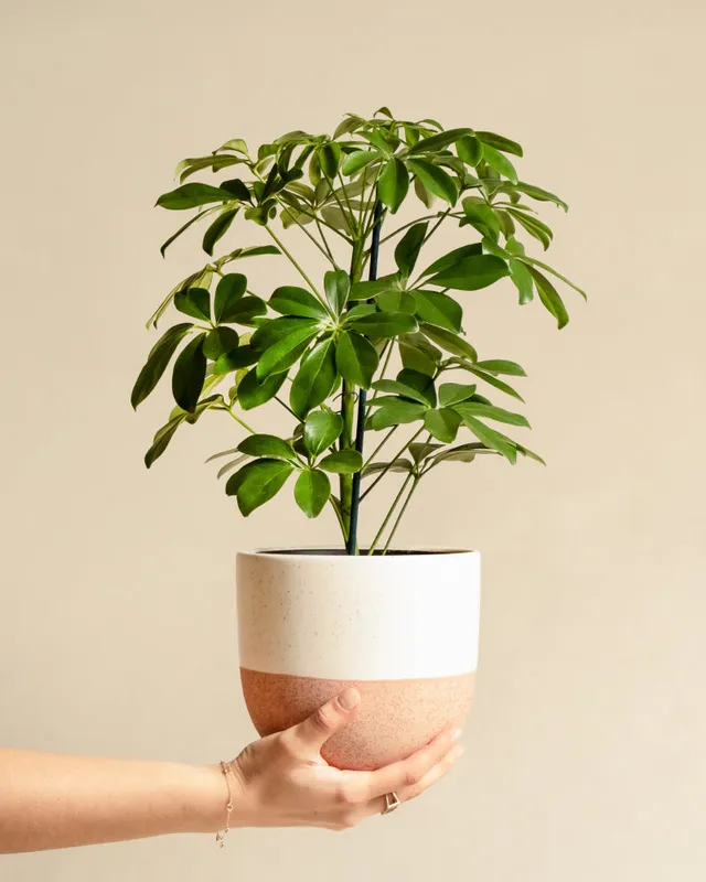 feey-schefflera-arboricola-strahlenaralie-zimmerpflanze-im-16er-topf image 1