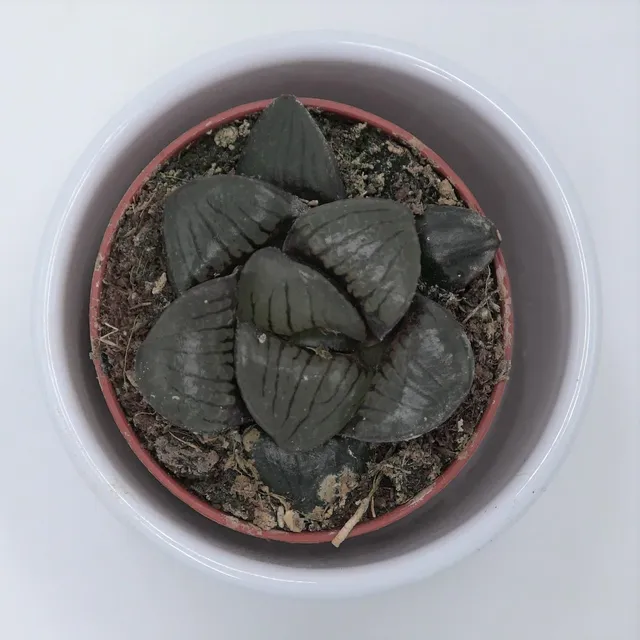 pasiora-haworthia-hybrid-sukkulente-im-5-5cm-topf-halbschattig image 1
