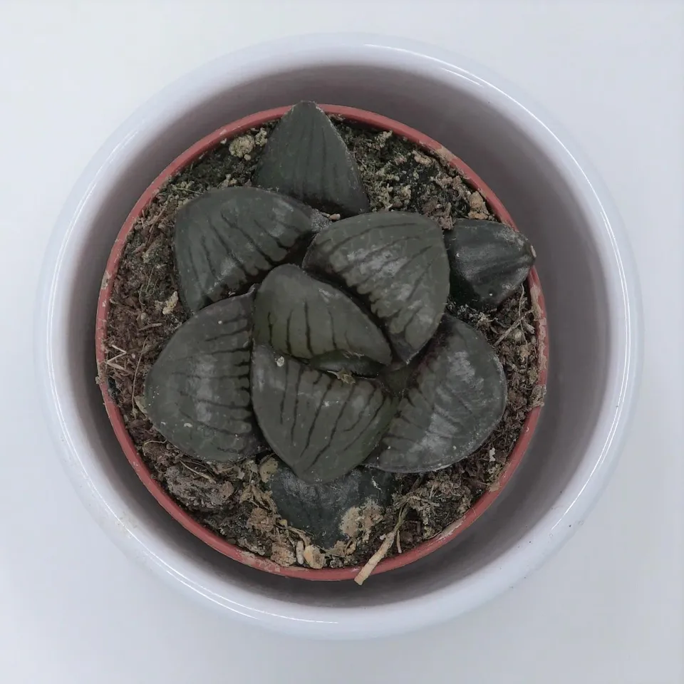 pasiora-haworthia-hybrid-sukkulente-im-5-5cm-topf-halbschattig image 1