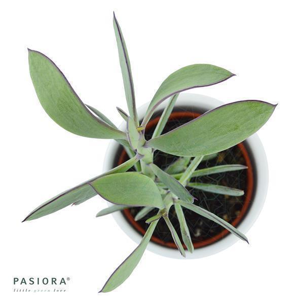 pasiora-senecio-crassissimus-sukkulente-6cm-topf image 2