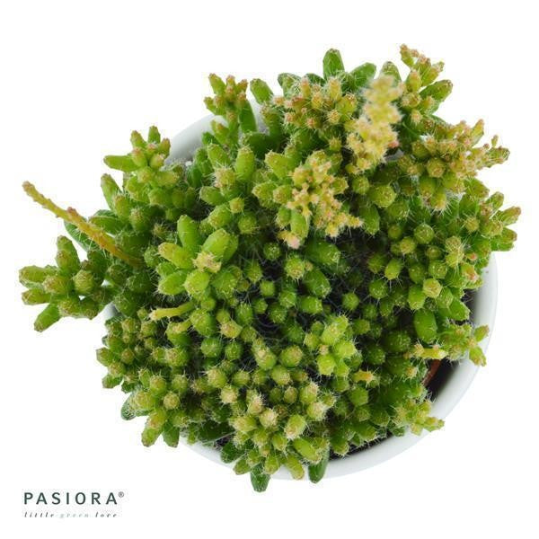 pasiora-rhipsalis-mesembryanthemoides-korallenkaktus-6-cm image 2
