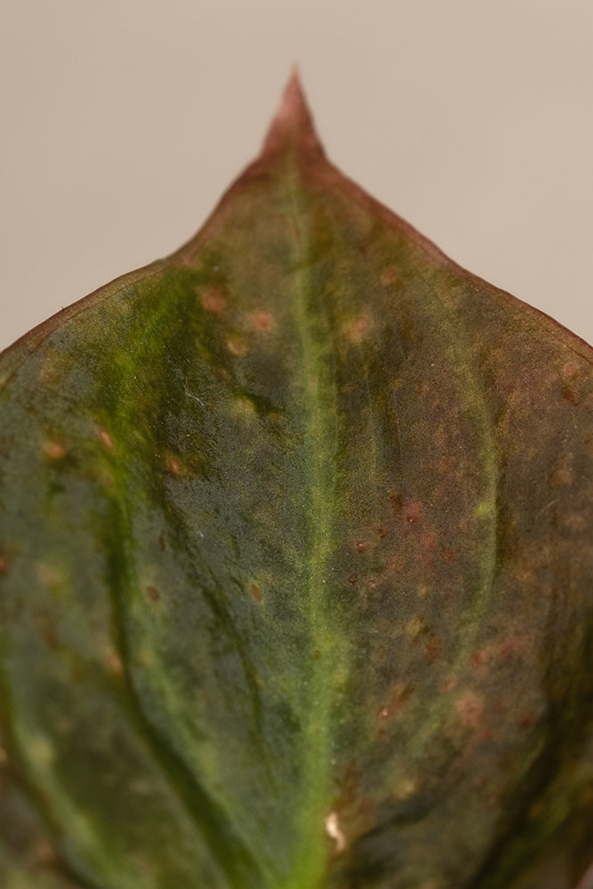 feey-philodendron-micans-h-ngepflanze-samtig image 7