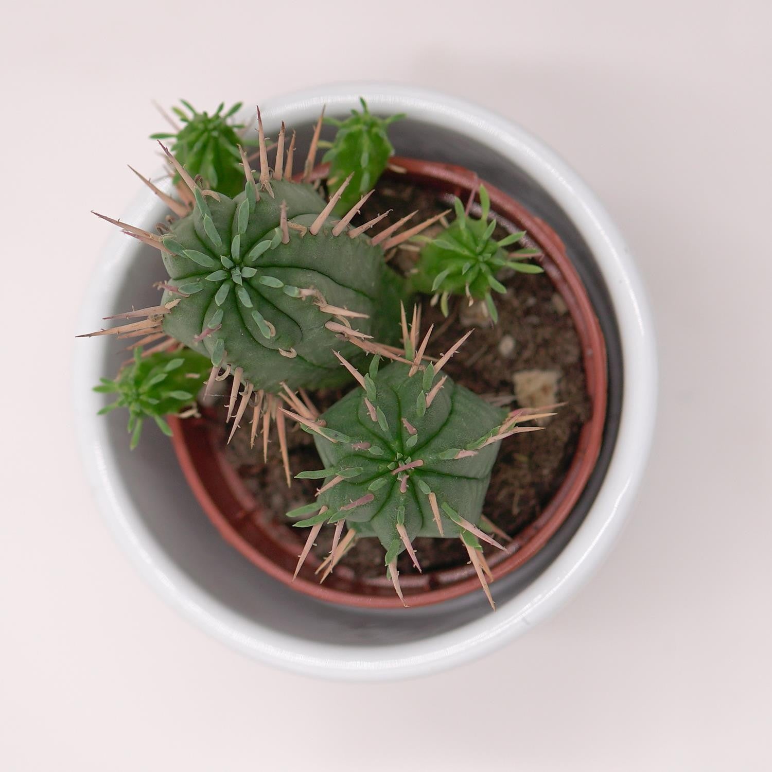 pasiora-euphorbia-ferox-sukkulente-5-5cm image 3