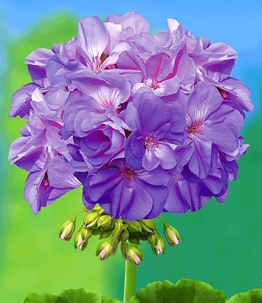 baldur-garten-balkon-geranie-pac-blue-wonder-3-pflanzen image 2
