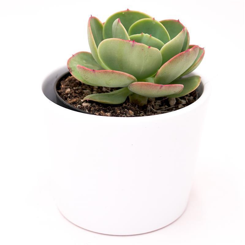 pasiora-echeveria-green-spoon-10-5cm-sukkulente image 2