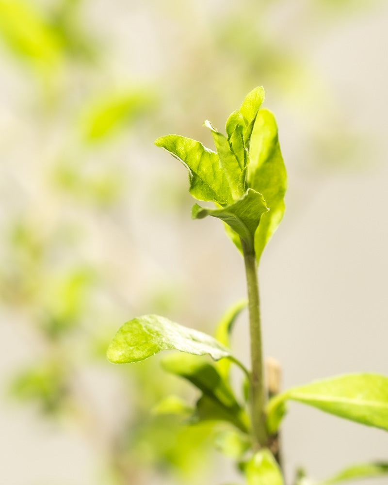 feey-goji-beere-lycium-barbarum-au-enstrauch image 4
