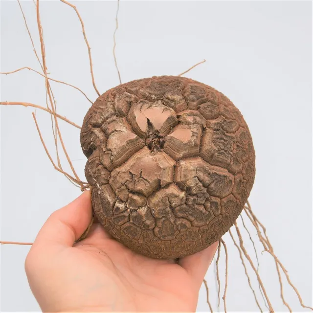 pasiora-dioscorea-elephantipes-caudex-5-7-cm image 1