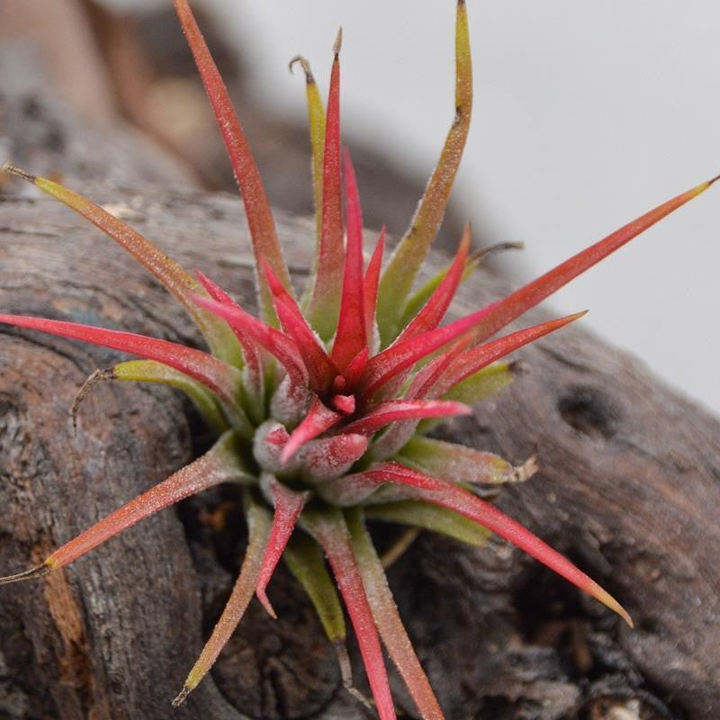 pasiora-tillandsia-ionantha-fuego-luftpflanze image 4