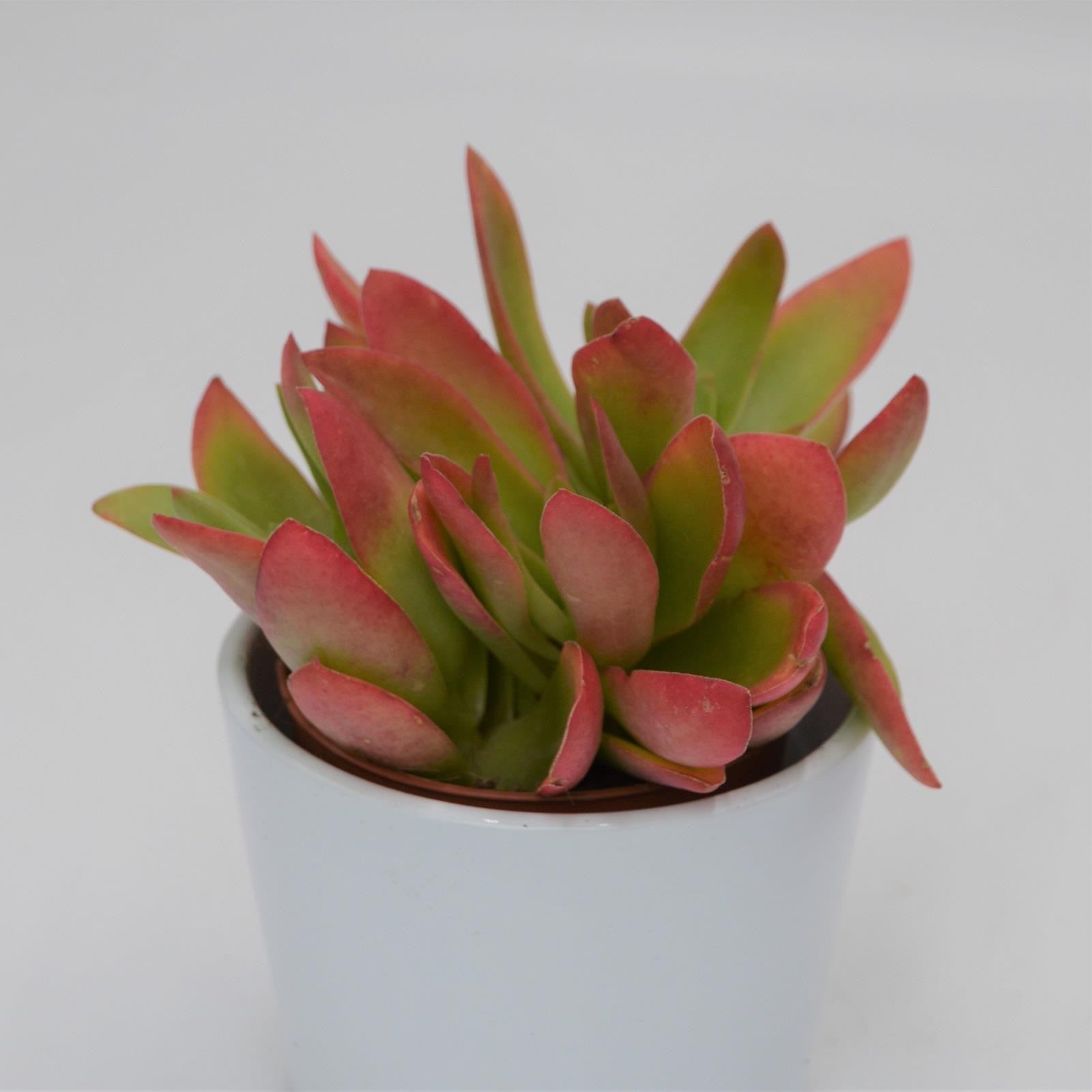 pasiora-crassula-capitella-campfire-sukkulente-im-8-5cm-topf image 3