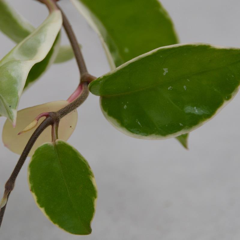 pasiora-hoya-carnosa-krimson-queen-porzellanblume-12cm image 2