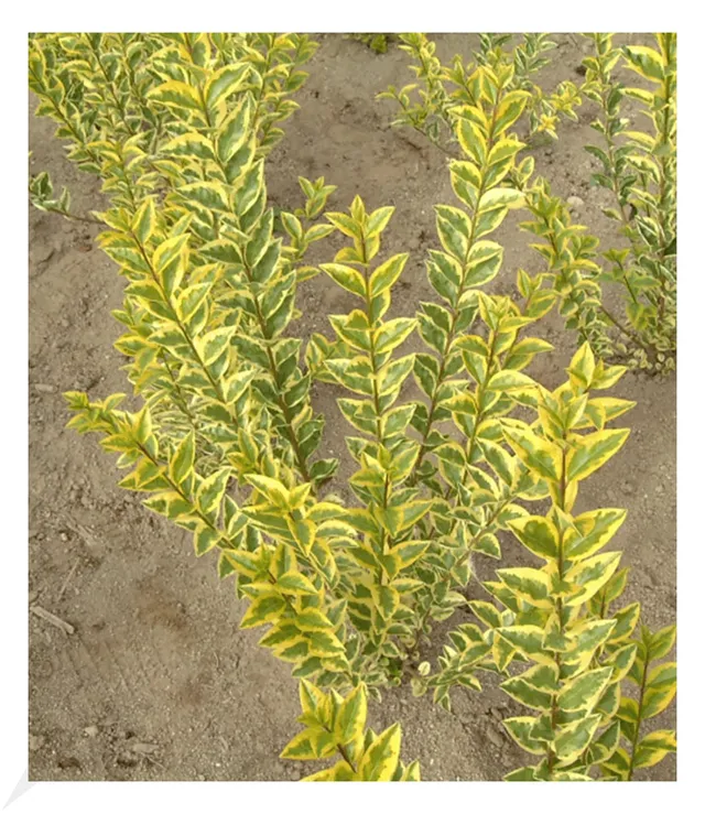 baldur-garten-gold-liguster-heckenpflanze-im-9x9-cm-topf image 1