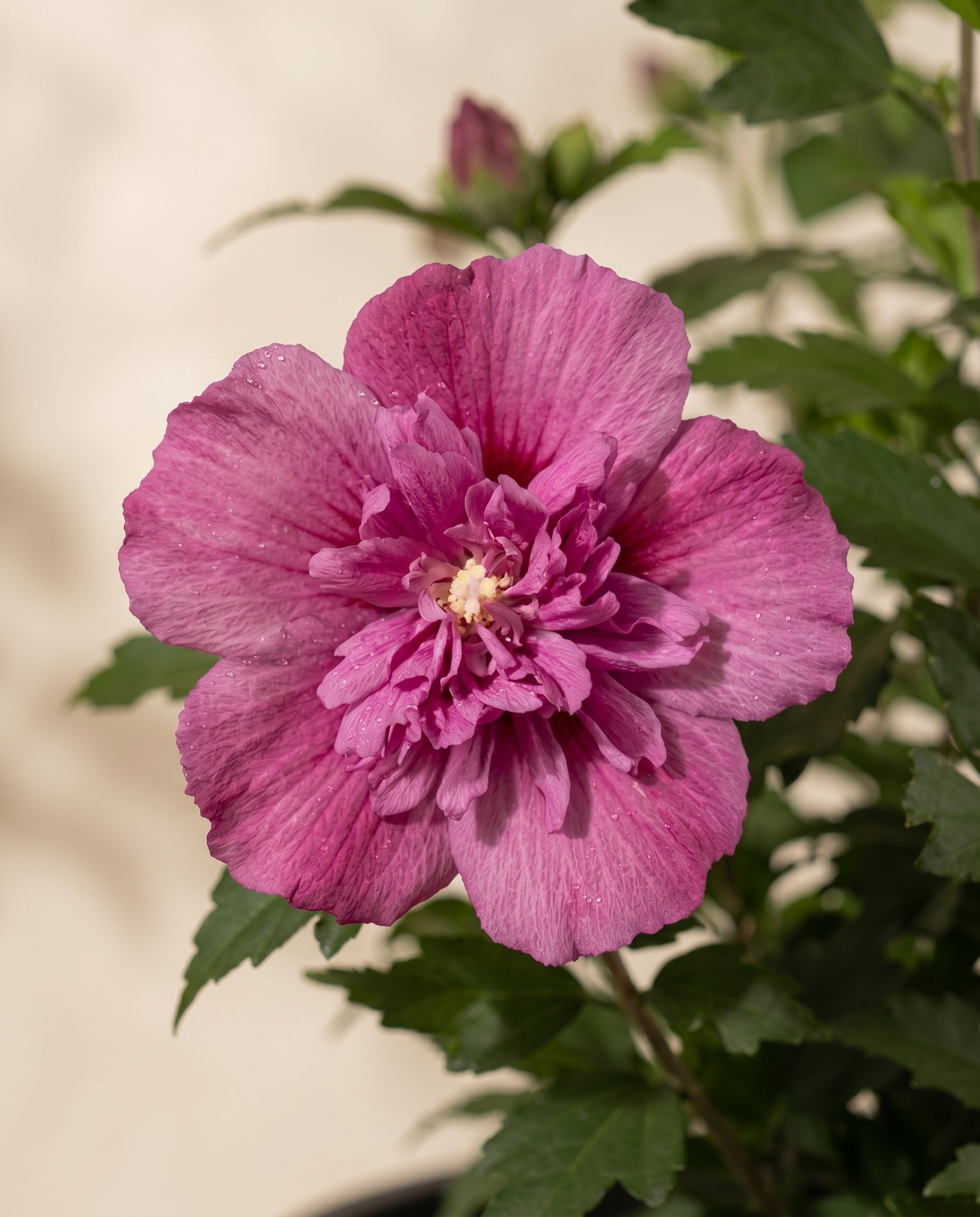 feey-pinker-hibiskus-magenta-chiffon-1-2-m image 2