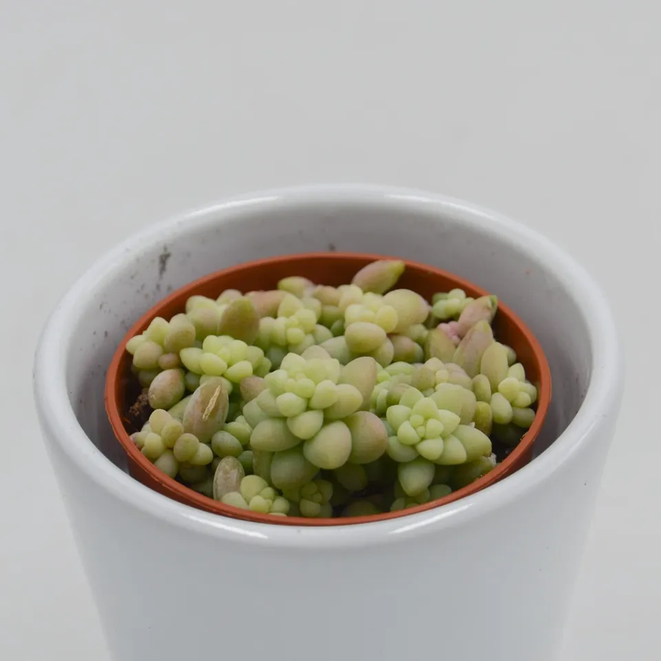 pasiora-sedum-burrito-sukkulente-5-5cm image 1