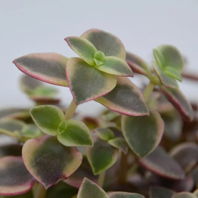 pasiora-crassula-pellucida-ssp-marginalis-dickblatt-8-5cm-topf image 1