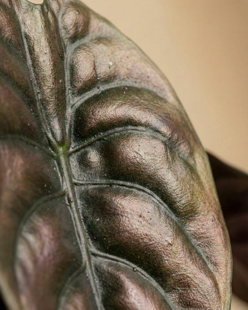 feey-alocasia-trio-red-secret-shields-silver-nebula image 8