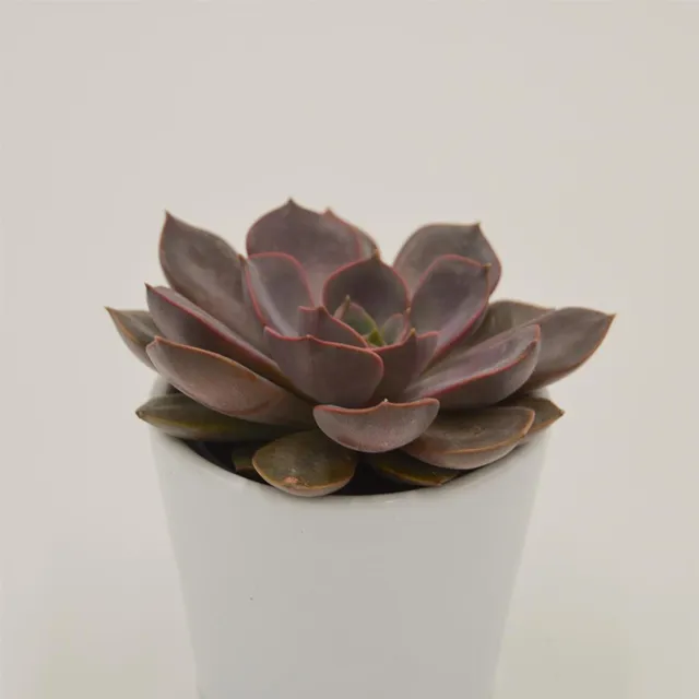 pasiora-echeveria-mina-rosetten-sukkulente-6cm-mini image 1