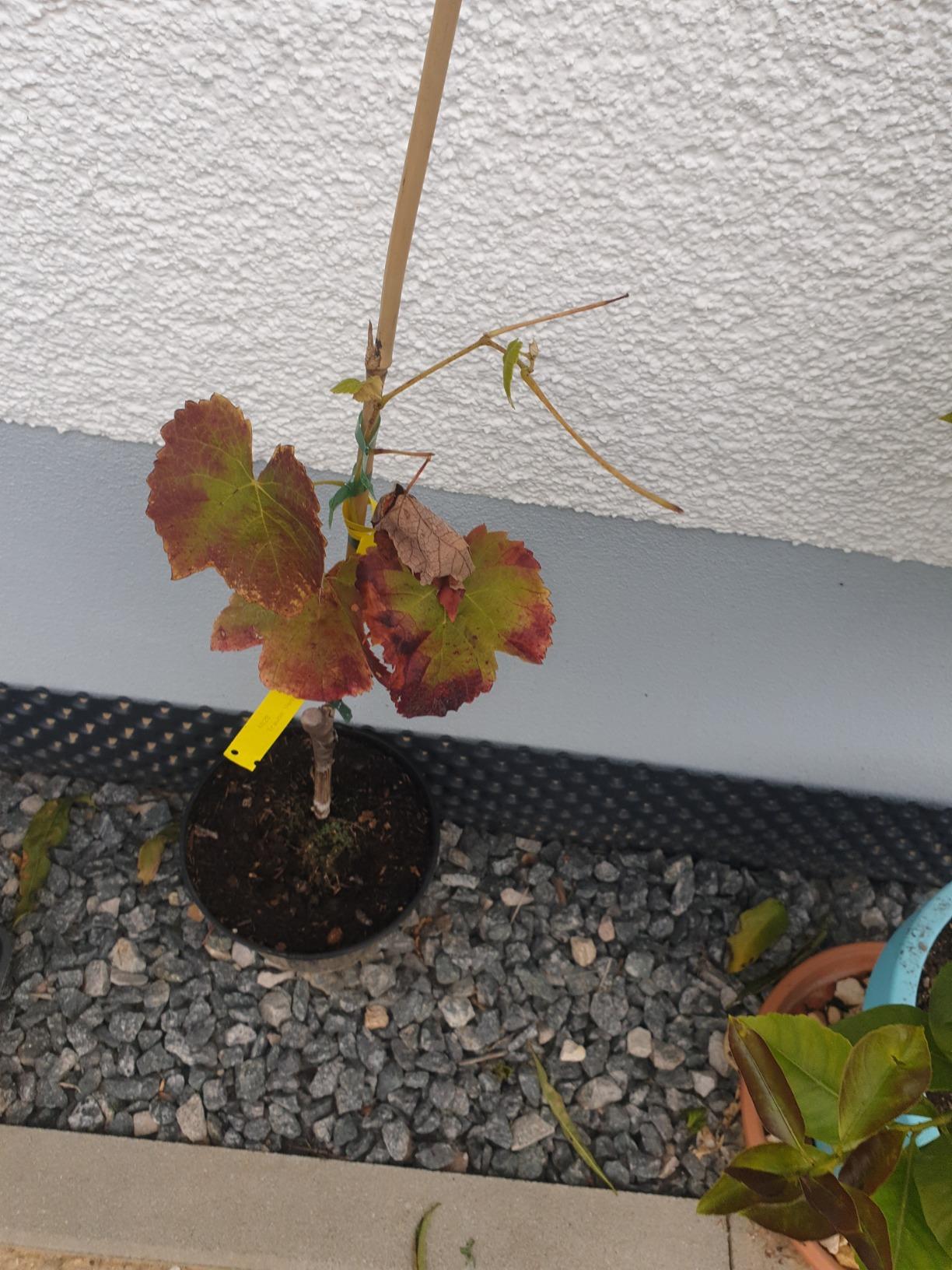 Zweite Rebe gekauft