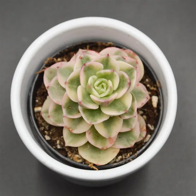 pasiora-x-sedeveria-rolly-f-variegata-sukkulente-6cm-topf image 1