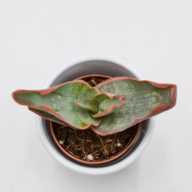 pasiora-aloe-striata-sukkulente-5-5-cm-topf image 1