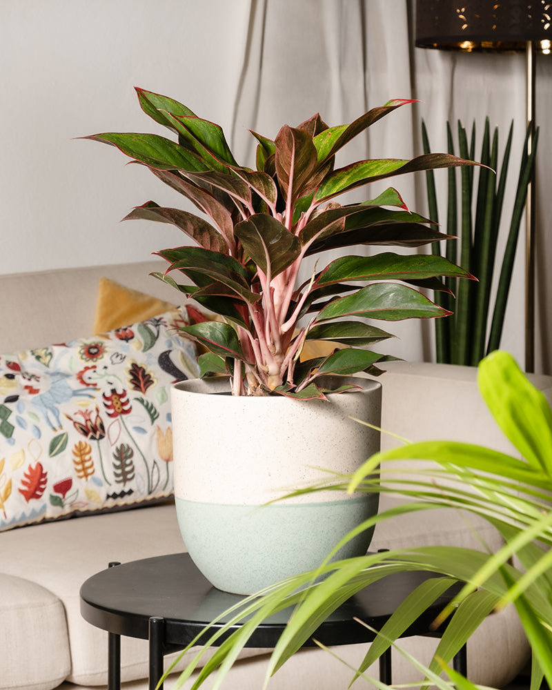 feey-aglaonema-jungle-red-gro-zimmerpflanze-kolbenfaden image 4