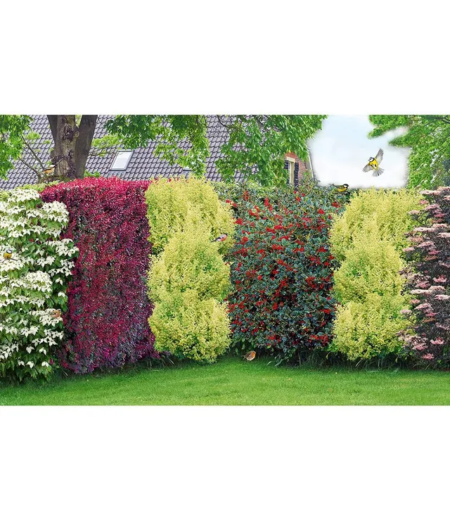 baldur-garten-vogelschutz-hecke-bird-lover-14er-set image 1