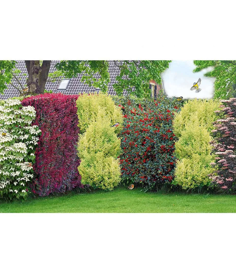 baldur-garten-vogelschutz-hecke-bird-lover-14er-set image 1