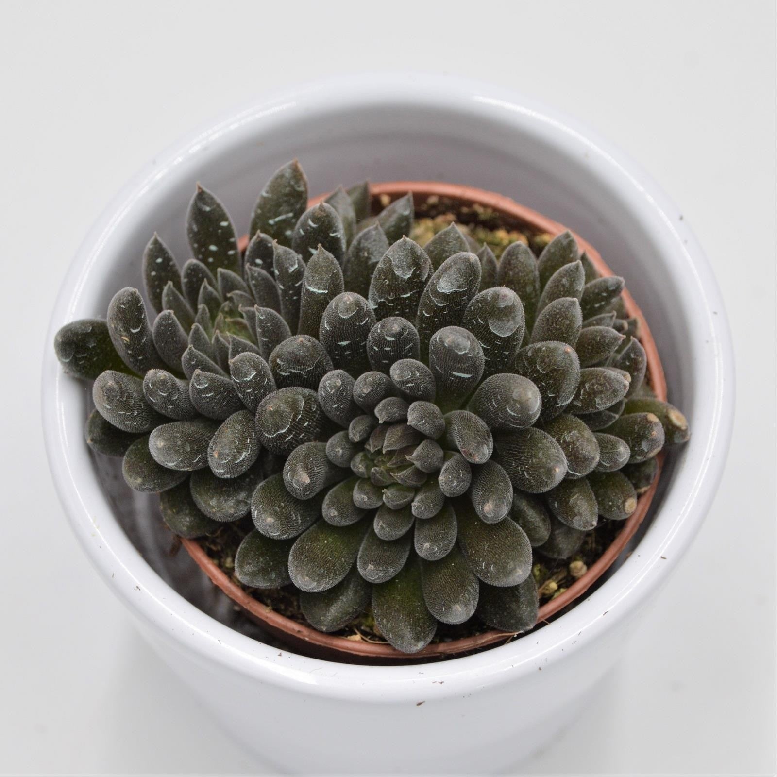 pasiora-sinocrassula-yunnanensis-sukkulente-5-5-cm-topf image 4