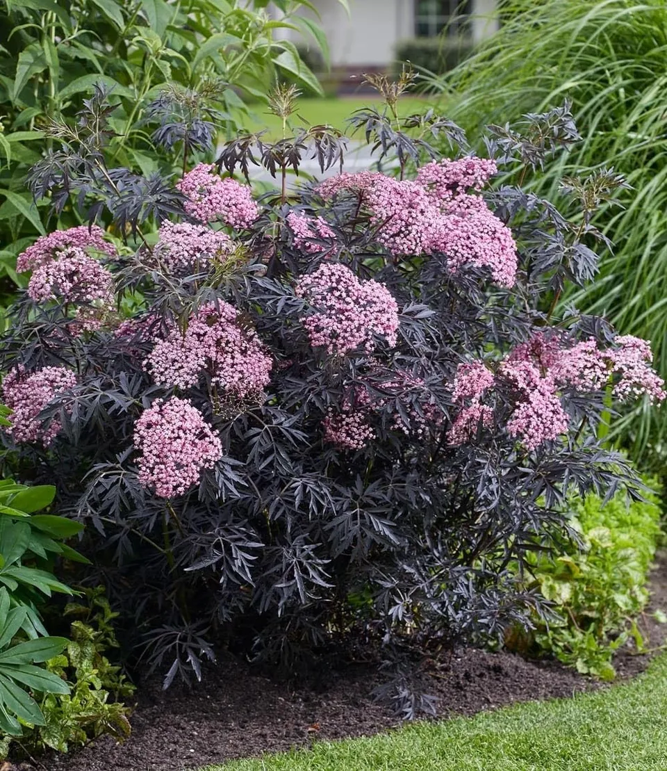 baldur-garten-terrassen-holunder-cherry-lace-im-9x9-cm-topf image 1