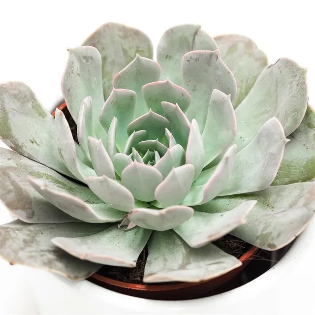 pasiora-echeveria-grey-prince-echeverie-9cm image 1