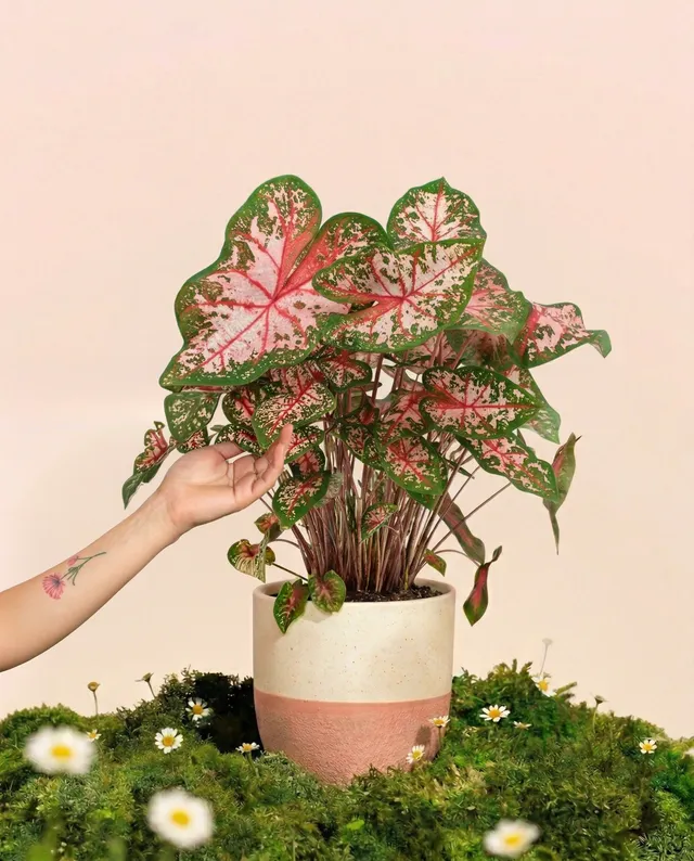 feey-caladium-carolyn-whorton-zimmerpflanze-mit-rosa-gr-nen-bl-ttern image 1