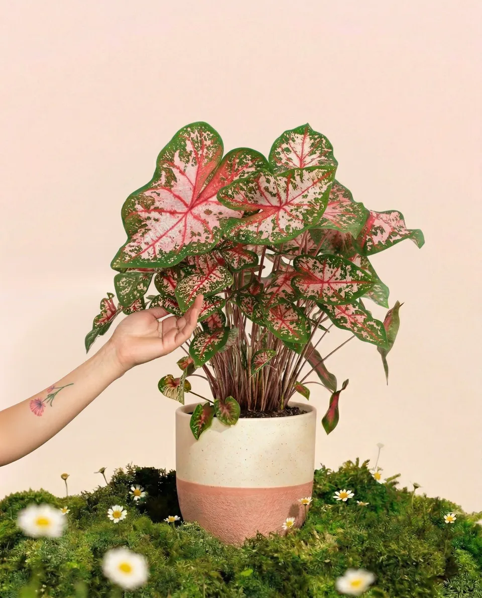 feey-caladium-carolyn-whorton-zimmerpflanze-mit-rosa-gr-nen-bl-ttern image 1
