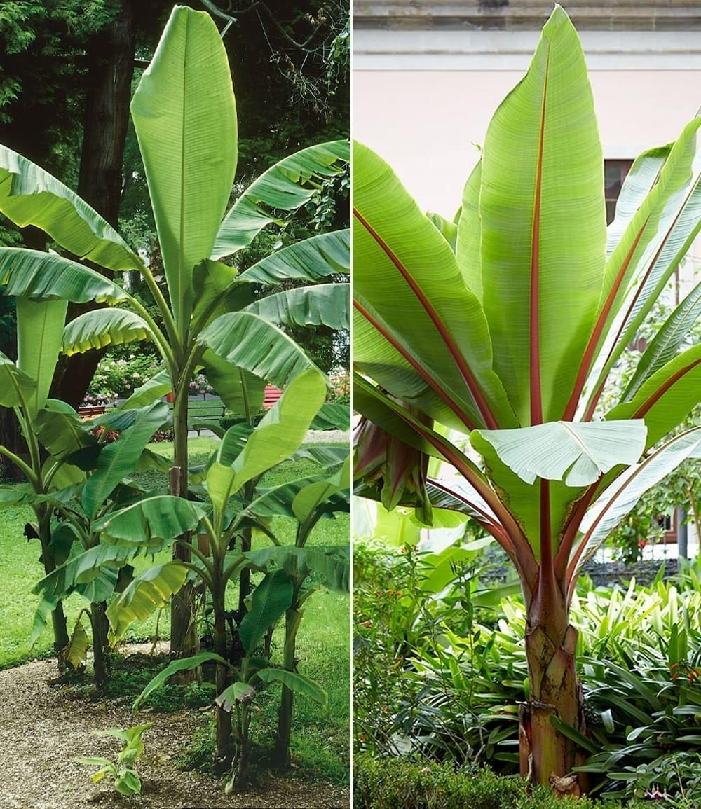 baldur-garten-musa-banana-tropicana-pflanze-im-12-cm-topf image 7