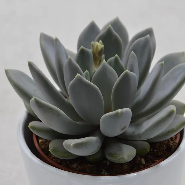pasiora-x-pachyveria-draco-hybrid-sukkulente-10-5cm image 1
