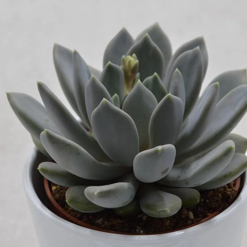 pasiora-x-pachyveria-draco-hybrid-sukkulente-10-5cm image 1