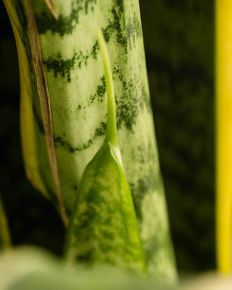 feey-gro-e-schwiegermutterzunge-laurentii-xl-60-70-cm-sansevieria image 7