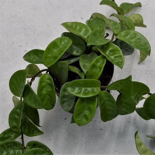 pasiora-hoya-carnosa-krinkle-12cm-wachsblume image 1