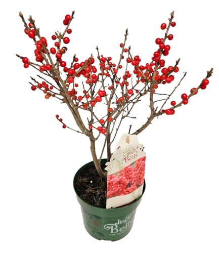 baldur-garten-ilex-jingle-bells-2-liter-topf-30-40-cm image 5