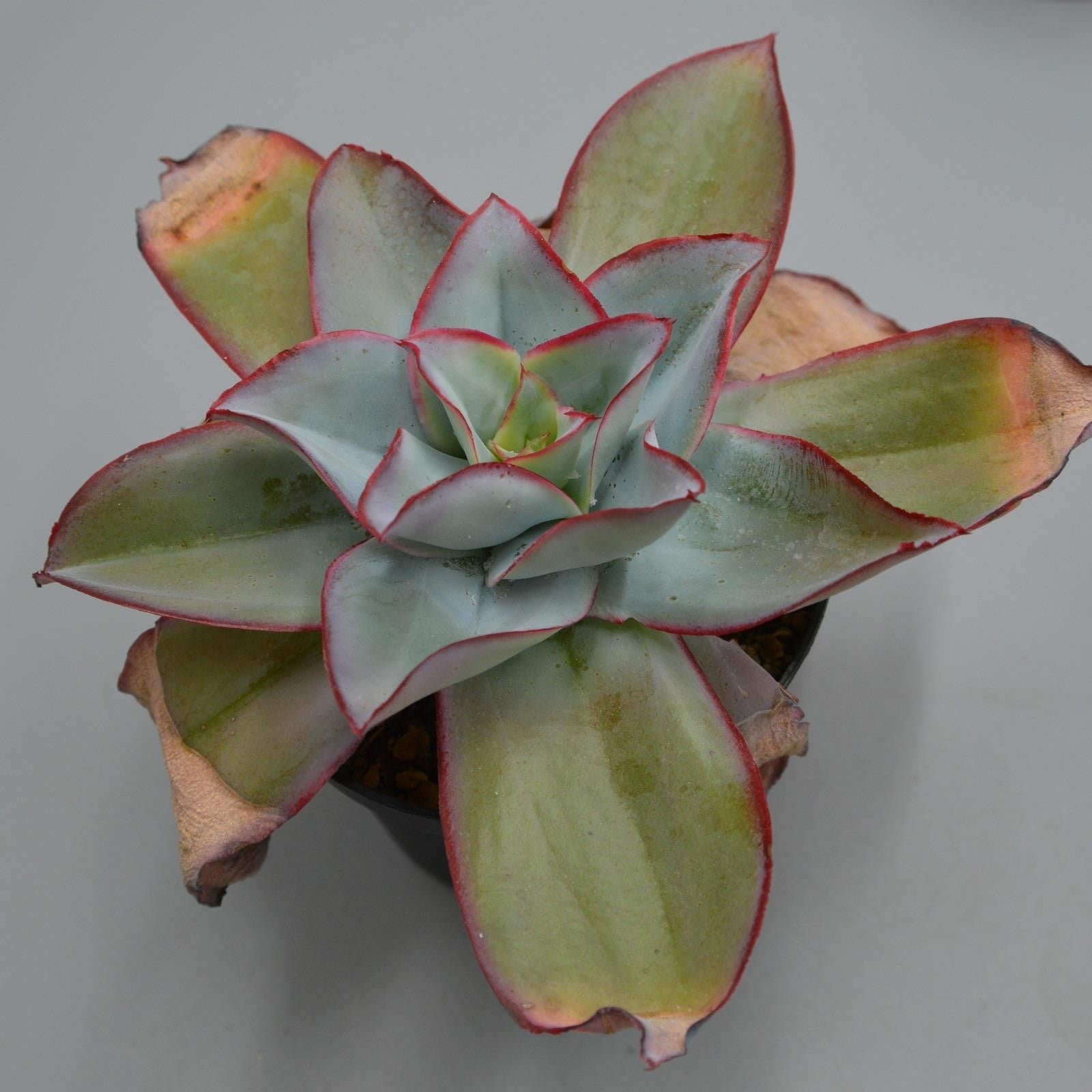pasiora-echeveria-subrigida-sukkulente-12-cm-topf image 2